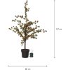 Dekorationstræ Larix STAR TRADING – miniature 1