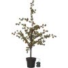 Dekorationstræ Larix STAR TRADING – miniature 6