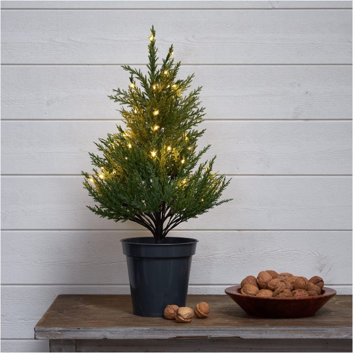 Dekorationstræ Thuja STAR TRADING – billede 15