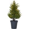 Dekorationstræ Thuja STAR TRADING – miniature 16