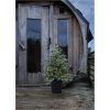 Juletræ med LED Greyland STAR TRADING – miniature 5