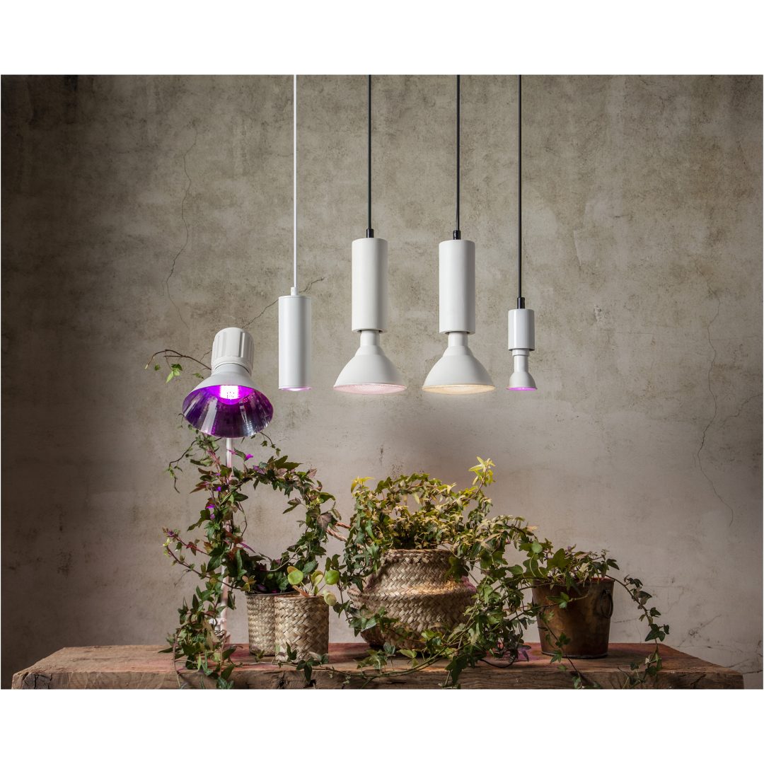 LED-pære E14 PAR16 Plant Light STAR TRADING – billede 5