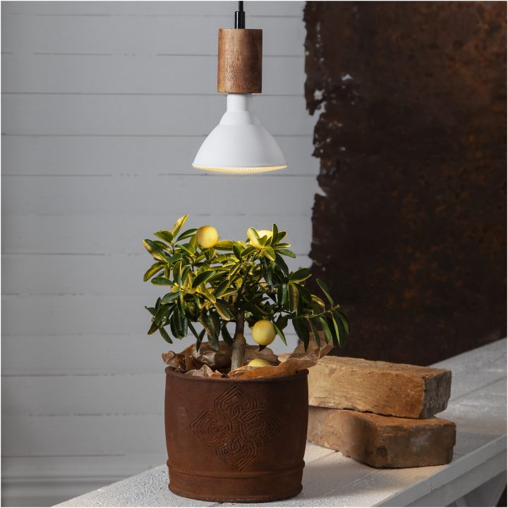 LED-pære E27 PAR38 Plant Light Hvid Star Trading – billede 6