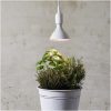 LED-pære E27 PAR38 Plant Light Hvid Star Trading – miniature 1