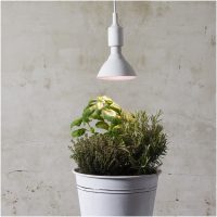 LED-pære E27 PAR38 Plant Light Hvid Star Trading