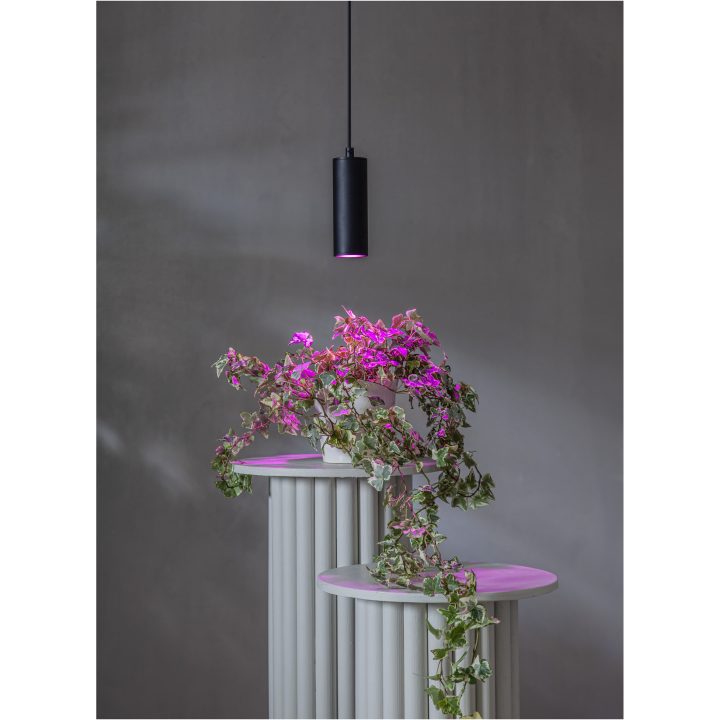 LED-pære GU10 MR16 Plant Light Star Trading – billede 3