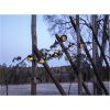 Solcellelyskæde Globe Shade STAR TRADING – miniature 7