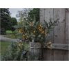 Star Trading Solcelle-lyskæde Firework Solar Sort – miniature 4